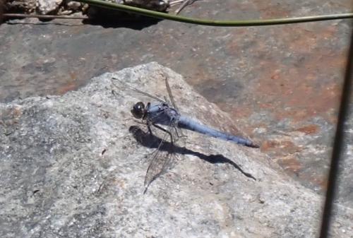Orthetrum brunneum